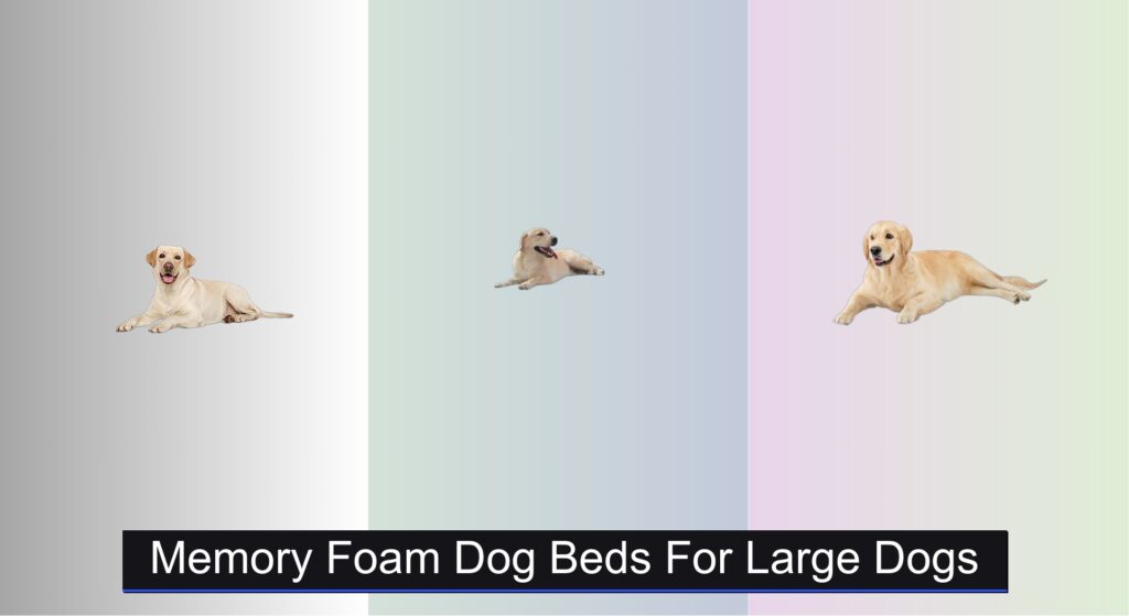 8 Best Memory Foam Dog Beds for Large Dogs